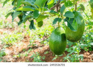 CBA揭幕战巅峰对决今晚震撼直播