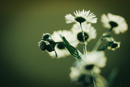 CBA总决赛巅峰对决视频直播,见证冠军荣耀诞生时刻