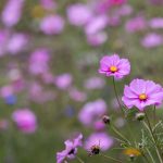 CBA篮球联赛精彩对决今晚直播全程放送 ops7xjums3